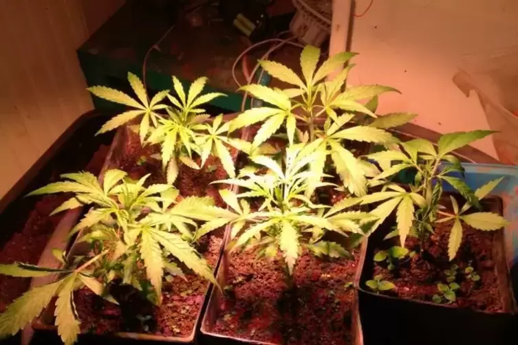 Bei der Hausdurchsuchung fanden die Beamten auch Marihuanapflanzen. 