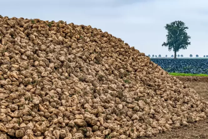 Zuckerrüben auf einem Feld in Bayern.