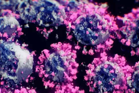 Dicht an dicht: Coronaviren aus schockgefrorenen Proben in einer 3D-Abbildung.