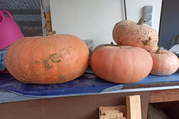 Schwergewichte: die K&uuml;rbisse von Stefanie Kratz aus Dudenhofen. Der Linke im Bild wiegt 23 Kilogramm. 