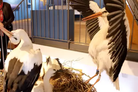 Das Storchenzentrum befindet sich im südpfälzischen Bornheim.