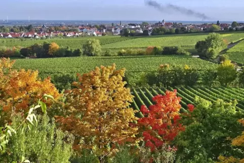 Blick Richtung Wachenheim. 