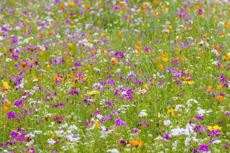 Blumenwiesen laufen dem klassischen Rasen bald den Rang ab. Der Bobenheim-Roxheimer Betriebshof kennt sich mit Saatmischungen au