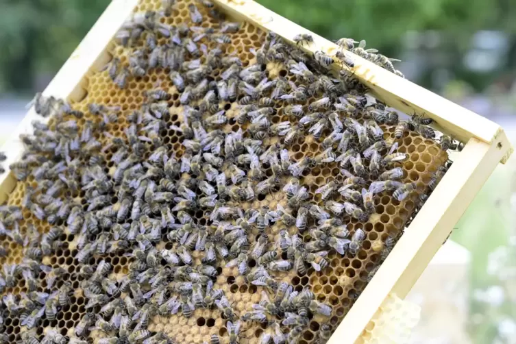 Auch das gibt es als Leasing-Modell: Bienenvölker.