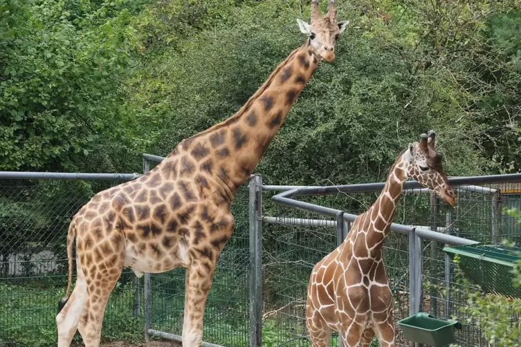 Giraffen können im Zoo bis zu 35 Jahre alt werden.