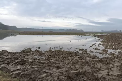 Der Polder ist nicht geflutet, aber Druckwasser macht ihn für die Landwirtschaft unbrauchbar. 