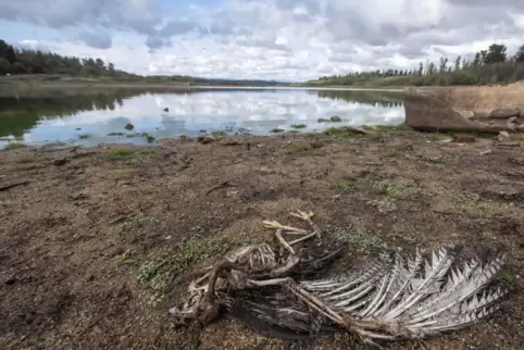  Juni 2020 in Chile: Am Ufer des Penuelas-Sees liegt nach einer Dürre ein toter Vogel.