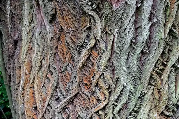 Die zerklüftete Borke eines Baums im Dürkheimer Bruch.