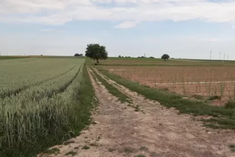 Auf Wirtschaftswegen kommt es gerne mal zu Konflikten zwischen Landwirten und Spaziergängern oder Radfahrern.