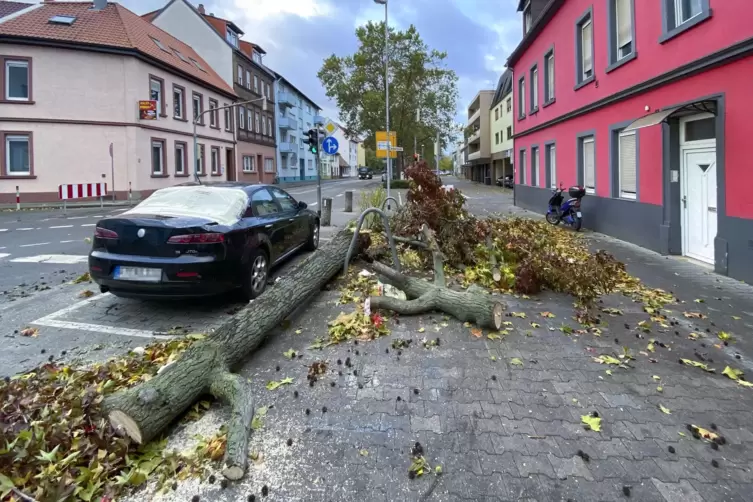 In Frankenthal beschädigte ein umgestürzter Baum ein Auto. 