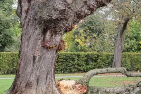 Sturmschaden: betroffener Baum im Schwetzinger Schlossgarten.