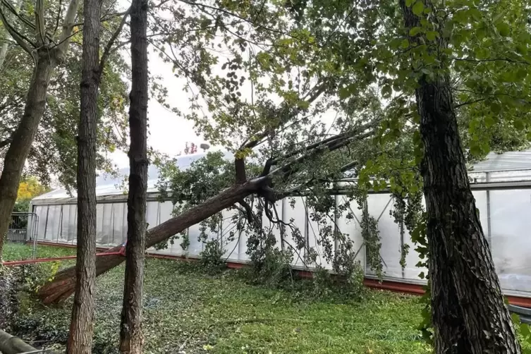 Bedrohlich nah kam dieser umgefallene Baum einem Gew&auml;chshaus in Lachen-Speyerdorf. Doch tats&auml;chlich blieb das Bauwerk unbeschade