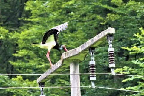 Der Schwarzstorch bei der Landung auf dem Strommast, der ein günstiger Beobachtungsplatz und eine gute Abflugrampe ist.