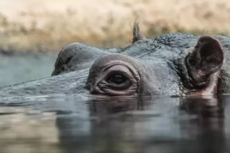 Flusspferd