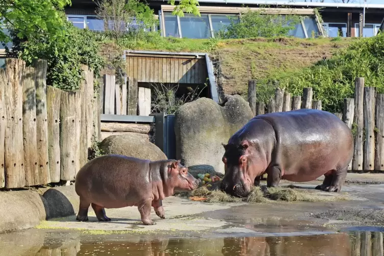 Heute sind sie bei uns nur noch im Zoo zu sehen – früher lebten Flusspferde aber auch im Rhein. 