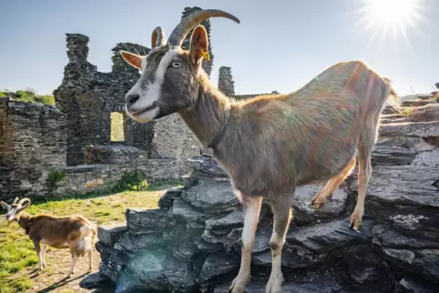 Tierischer Fan des Nahelands: eine Ziege auf den Ruinen der Schmidtburg bei Schneppenbach im Kreis Bad Kreuznach. 