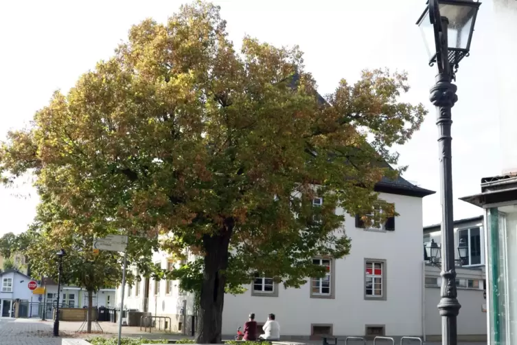  1848 von den ersten Demokraten gepflanzt, heute denkmalgesch&uuml;tzt und vom Verkehr befreit: die Robert-Blum-Linde in Rockenhausen