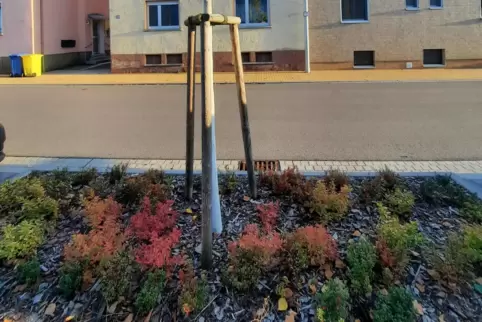 In der Hilgardstraße sehen die Beete um die Bäume herum wesentlich gepflegter aus.