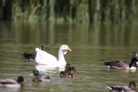 Ein Bild aus besseren Zeiten: der Schwanenweiher.