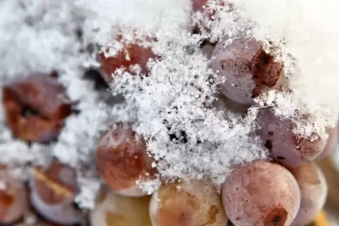 Schneebedeckte Trauben der Sorte Riesling.