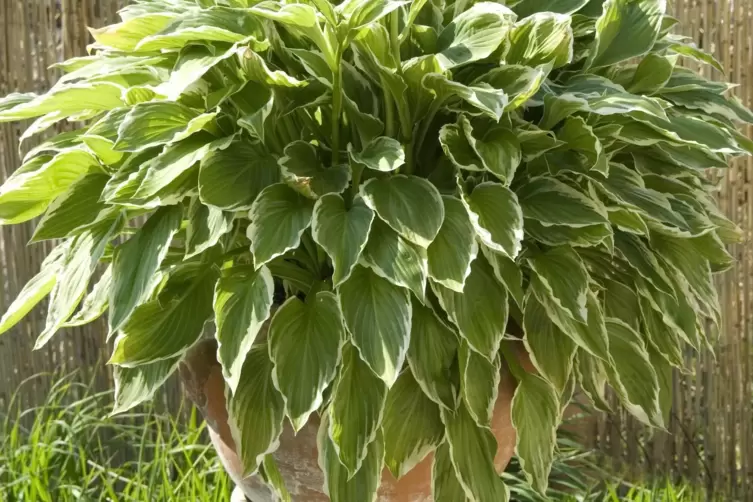 Funkien: Spezialisten fr den Schatten - Im Garten - DIE RHEINPFALZ
