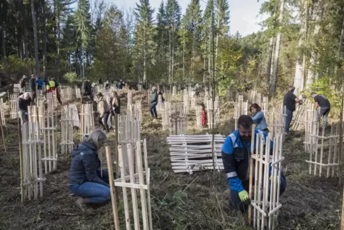 Forstamts- und Stadtwerkemitarbeiter arbeiten bei der Baumpflanzung zusammen. Die Gestelle sollen die Bäumchen vor Wildverbiss s