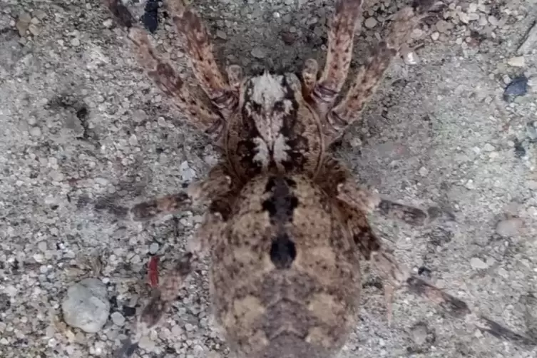 Beim Blick auf ihren R&uuml;cken wird klar, woher die Nosferatu-Spinne ihren Namen hat. 