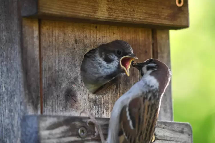 Damit Alttiere sich voll auf die Versorgung ihres Nachwuchses konzentrieren können, sollten Vögel auch im Sommer gefüttert werde