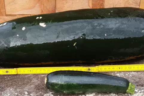 Fast 60 Zentimeter lang und 5,6 Kilogramm schwer: die Zucchini von Angelika Hoffmann aus Harthausen. 