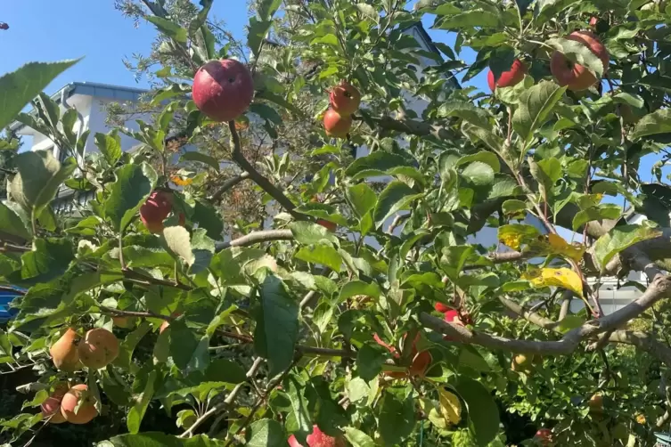 Tr&auml;gt unz&auml;hlige Fr&uuml;chte: der 30 Jahre alte Apfelbaum von Ursula Dislich aus Dudenhofen. 