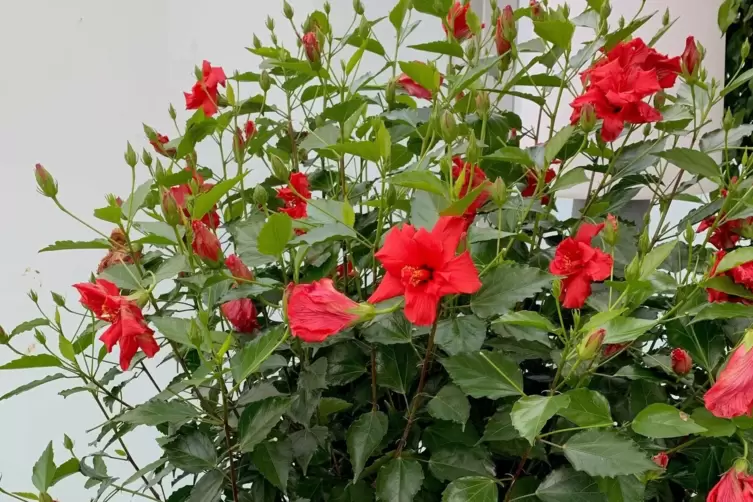 Bl&uuml;ht &uuml;ppig: der Hibiskus von Regina Mahlendorff-Schnei&szlig; aus R&ouml;merberg.