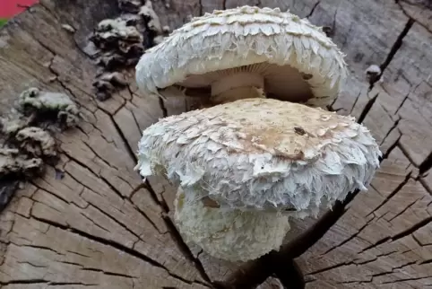 Der Pappelschüppling zeigt sich auch spät im Herbst.