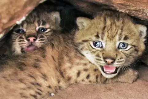 Die Wildtierauffangstation Tierart nahe Maßweiler (Kreis Südwestpfalz) ist gerüstet: Seit Donnerstag könnten junge Luchse in ein