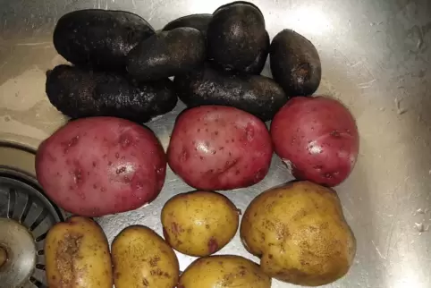 Der Pfälzer Beitrag zur Gartenolympiade in den deutschen Nationalfarben: die Kartoffeln von Anna Maria Kemper aus Speyer. 