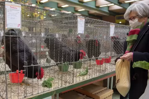 Frisches Futter für gesunde Tiere.