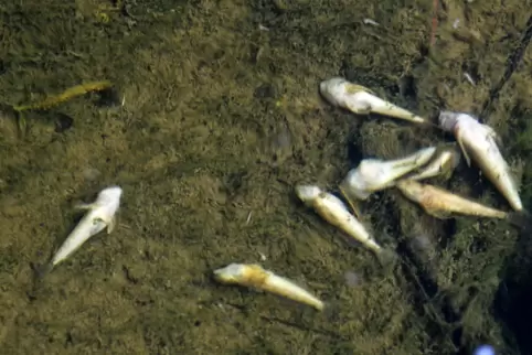 Nach dem Gülle-Unfall auf einem Bauernhof im lothringischen Erching starben Fische und Kleinsttiere in der Bickenalb. Um schnell