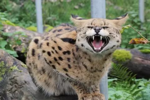 Serval „Kiano“ in der Tierauffangstation von Tierart in Maßweiler. 