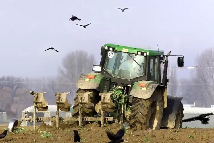 Für Landwirte können Krähen zu einem großen Problem werden.