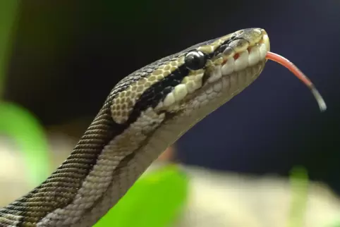 Ein Königspython. Die Tiere sind ungiftige Würgeschlangen. 