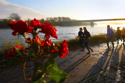 Parkrun findet nicht nur im Sommer statt, sondern auch bei knackig-kühlen Temperaturen, wie hier am Rheinufer in Speyer. Die gel