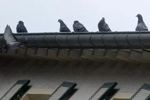 Die Tauben, die nicht mehr im IBAG-Tunnel sind, scheinen ihr neues Plätzchen auf den umliegenden Dächern und Fensterläden gefund