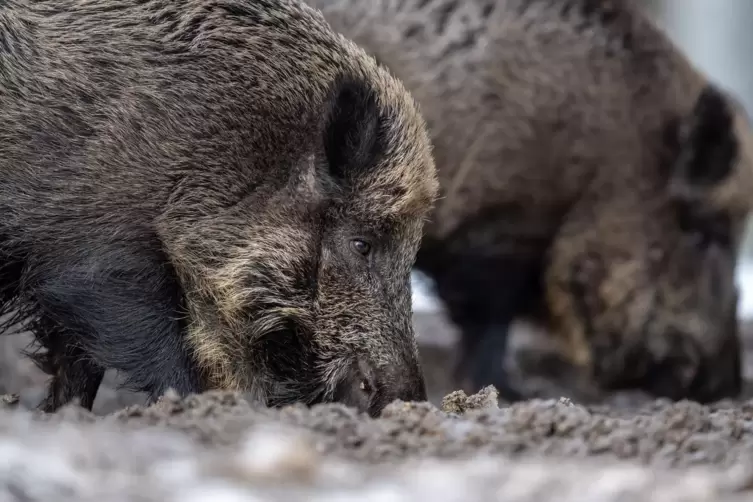 Wildschweine lockern den Waldboden auf, durchwühlen aber auch Wiesen und richten damit Schäden an. 