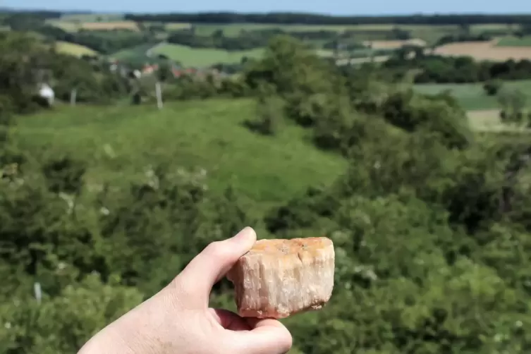 Die fr&uuml;here Gipsgrube auf der Altheimer &bdquo;Warte&ldquo; ist heute zugewuchert. Das Mineral wurde hier bis weit ins 19. Jahrhundert hinei