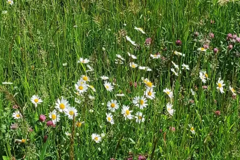 Die Wiesenmargarite gedeiht auf Magerwiesen besonders gut. 
