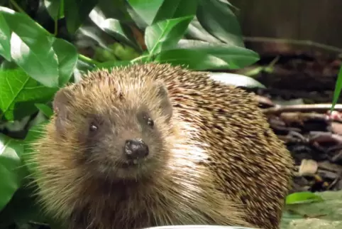 Vorm Winterschlaf brauchen Igel ein ordentliches Pölsterchen. Sich das anzufressen und dann noch einen geeigneten Unterschlupf z