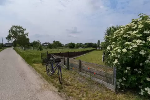 Der Bobenheimer Weg am Rand von Beindersheim. Hier gibt es Probleme mit rechtswidrig gebauten Zäunen und Schuppen.