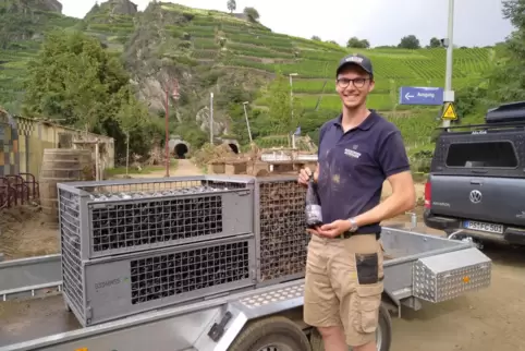 Peter Ley von der Winzergenossenschaft Mayschoß hilft beim Verladen von Flutwein im Ahrtal. 