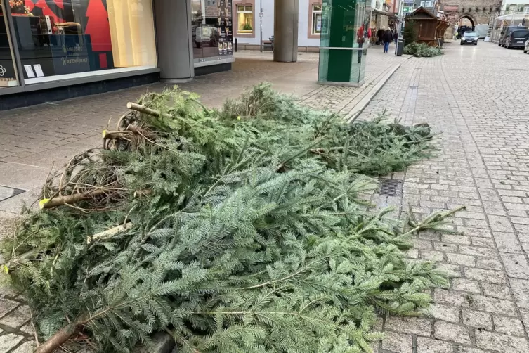 Vorbereitet: Weihnachtsb&auml;ume zur Dekoration. 