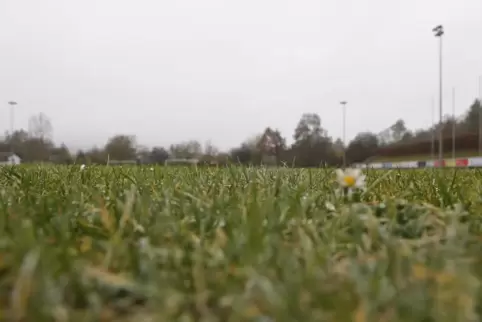 Der rund 20 Jahre alte Naturrasen im Rockenhausener Stadion Obermühle soll in einen Kunstrasenplatz umgebaut werden. Für das Pro Der rund 20 Jahre alte Naturrasen im Rockenhausener Stadion Obermühle soll in einen Kunstrasenplatz umgebaut werden. Für das Pro