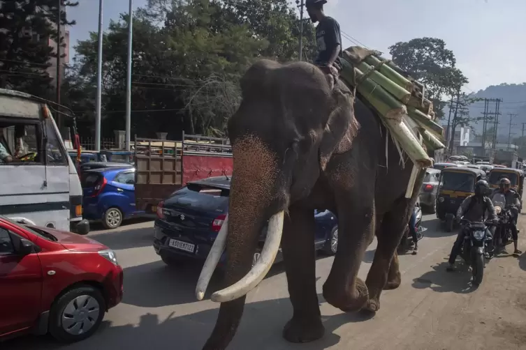Indien, Land der Gegensätze: In der Stadt Guwahati läuft ein zahmer Elefant neben Autos und Motorrädern her.
